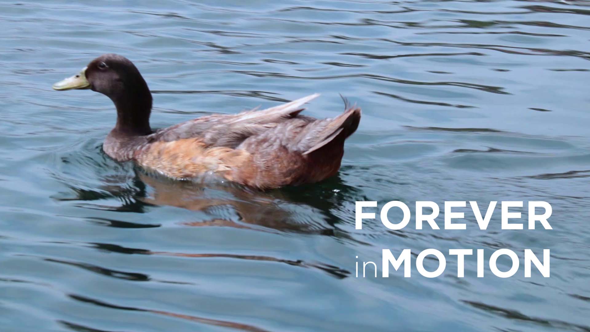 thumbnail_of_forever_in_motion